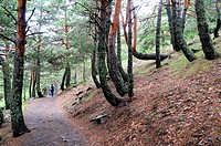 Creep, downhill creep or soil creep is the downward progression of soil. Trees curvature testify the process. This photo was taken in Sierra de Guadar...