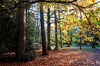 Winkworth Arboretum. National Trust. Godalming. Surrey. England.