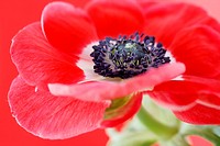 exquisite red anemone still life - red on red.