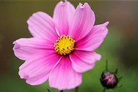 stunning pink cosmos sonata and bud - forward looking and positive.