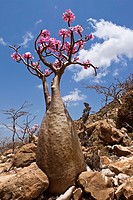 Bottle-tree desert rose (Adenium obesum socotranum) endemic to island, Diksam Plateau, central Socotra Island, listed as World Heritage by UNESCO, Ade...