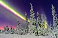 Northern light, Aurora borealis, over forest in winter season, plenty of snow hanging on the trees, Gällivare, Swedish Lapland, Sweden.