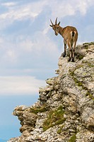 Alpine Ibex (Capra ibex), female standing on rock face, Niederhorn, Bernese Oberland, Switzerland.