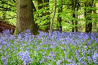 Bluebells. Forest. Pangbourne. Oxfordshire. England.