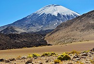 Parinacota volcano. Lauca National Park. Norte Grande region. Chile