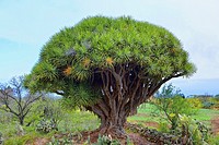 Drago tree. La Palma. Canary islands
