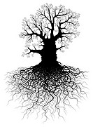 Editable vector illustration of a leafless oak tree with root system