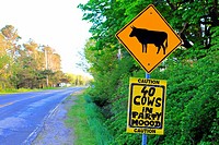 Funny road sign about cattle.