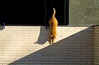 cat playing with the shadows,location banyoles,girona,catalonia,spain,.