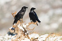 big crow (Corvus corax), photographed in espinar segovia.