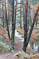 Hornillo stream in the Sierra de Guadarrama. Robledondo. Madrid. Spain. Europe.
