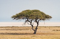Acacia singular (Salvadora persica). Etosha National Park. Namibia. Africa