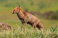 Red fox (Vulpes vulpes). Parque Nacional de Monfragüe, Caceres, Extremadura, Spain.