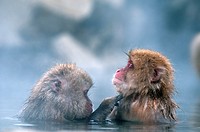 Japanese macaque or snow japanese monkey in onsen (Macaca fuscata),Japan.