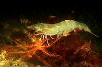 Whiteleg shrimp. White shrimp (Litopenaeus vannamei). Panama. America.