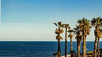 Catania - Italy. The autumn palm trees on the background of sky and sea.