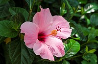 habiscus pink flower,florida,usa.