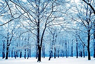 winter trees silhouetted in snow, kent, england uk.