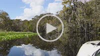 Sanford Florida boating on the St John's River in relaxed calm waters with cypress trees and moss from the boat 4K,