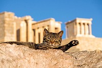 The cat of the hill in front of the Acropolis in Athens, Greece.
