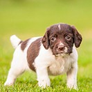 An English Springer Spaniel puppy at 6 weeks old exploring the garden.