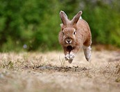 European hare (Lepus europaeus) running through dry grass, Sweden