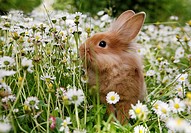Rabbit (Leporidae) sitting among white flowers. Sweden