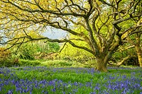 Bluebells in an oak copse near Brighton, East Sussex, England. South Downs National Park.