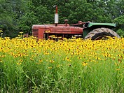 An old tractor comes to rest in a field of flowers, Pennsylvania, USA.