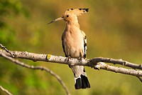 Hoopoe (Upupa epops). Photographed in the Regional Park around the Guadarrama River Madrid.