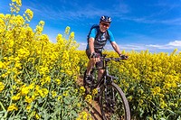 A man on a mountain bike rides in a field of flowering rape, Czech Republic.
