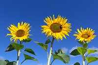 Sunflowers in Norfolk Farmland UK.