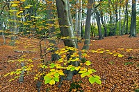 Epping Forest Essex Beeches Fagus sylvatica in Autumn.