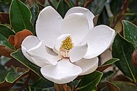 Southern magnolia (Magnolia grandiflora). Called Evegreen Magnolia, Bull Bay, Bullbay Magnolia, Laurel Magnolia and Loblolly Magnolia also. Close up i...