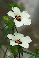 Flower-of-an-hour (Hibiscus trionum). Virginia, United States.