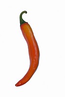 Korean hot pepper (Capsicum annuum Korean hot pepper). Image of single pepper isolated on white background.