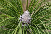 Longleaf pine (Pinus palustris). Called Southern Yellow Pine also.