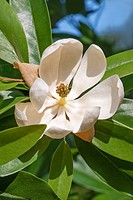 Sweetbay magnolia (Magnolia virginiana). Called Sweetbay, Laurel magnolia, Swampbay, Swamp magnolia, Whitebay and Beaver tree also.