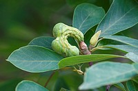 Saucer magnolia (Magnolia x soulangeana). Hybrid between Magnolia denudata and Magnolia liliiflora. Called Chinese Magnolia and Tulip Magnolia also.