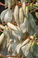 Common yucca (Yucca filamentosa). Called Adam's needle, Spanish bayonet, Bear-grass, Needle-palm, Silk-grass and Spoon-leaf yucca also. Image of multi...