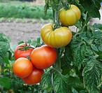 Growing tomatoes in a vegetable garden.