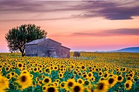 Sunflowers field in Valensole, Provence. France.