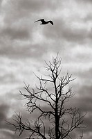 Bird flying over dead tree in silhouette. Dark and ominous sky. Dramatic and mysterious nature scene.