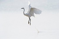 Great White Egret (Egretta alba)) flying up from water, Camargue, France.