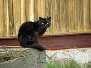 Black Cat. Rural area. Poland. Felis silvestris f. catus)