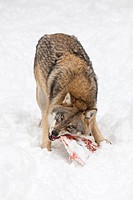 Wolf (Canis lupus) feeding, Bavarian Forest National Park, Germany.