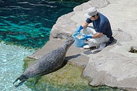 Japan, Hokkaido, Asahikawa, Asahiyama Zoo, Seal eating from trainer.