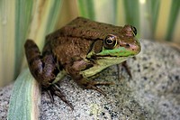 Close up of an American Bullfrog, Lithobates catesbeianus, sitting on a rock using a bokeh effect.