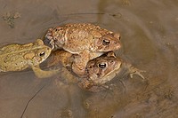 American toads, Anaxyrus americanus, formerly Bufo americanus, several males attempting to mate with a single female, Maryland