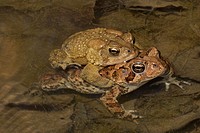 American toads, Anaxyrus americanus, formerly Bufo americanus, mating pair in amplexus, Maryland